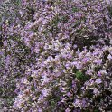 Limonium latifolium detail